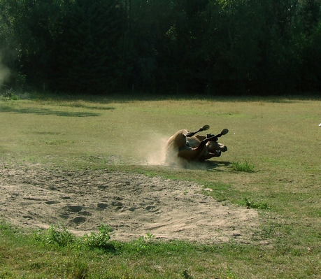 Horse rolling in a sandy wallow