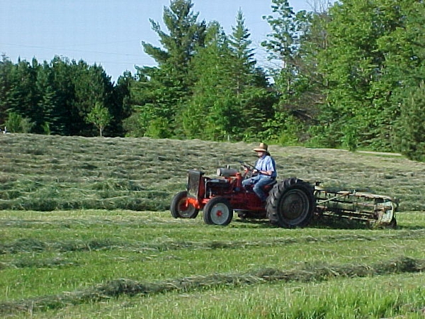Windrows of hay