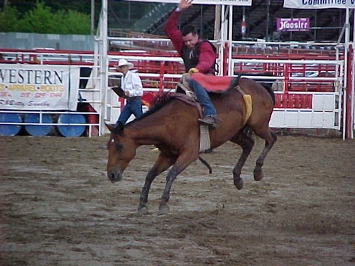Bronco bucking at a rodeo