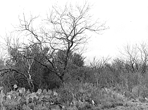 Cactus, mesquite and thick chaparral