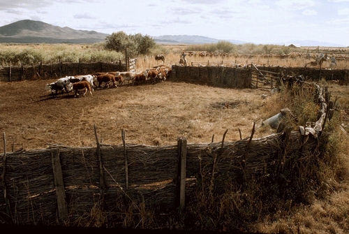 Cattle being herded into a corral