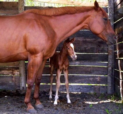 A foal next to its dam