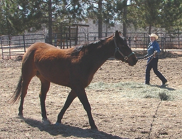 Working Fanny on a longe line