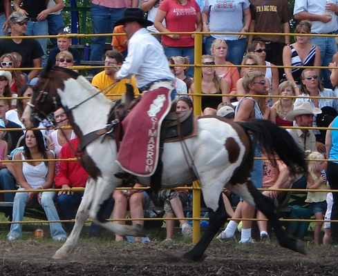 A skewbald horse