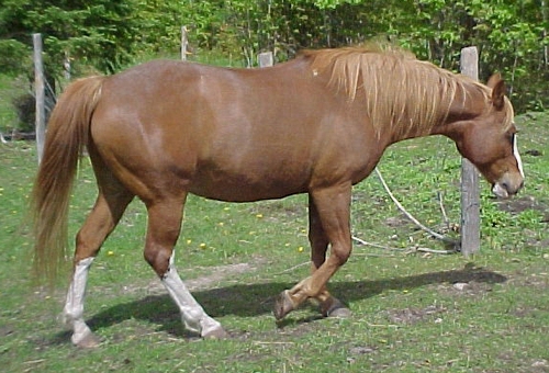 Sorrel Horse