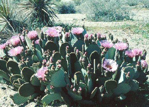 Prickly Pear Cactus