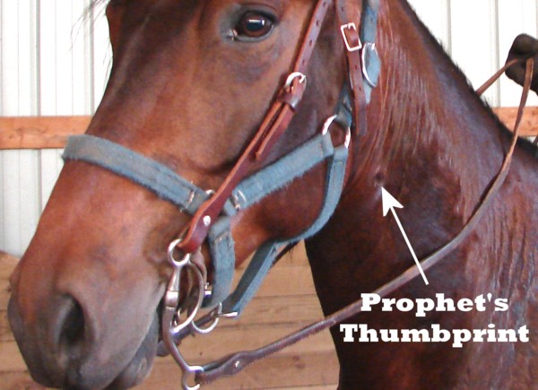 Horse with a Prophet's Thumbprint