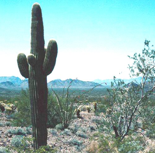 Saguaro