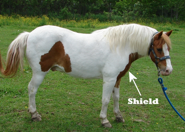 A pony with a shield marking on its chest.