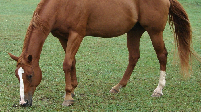 Horse with one white sock