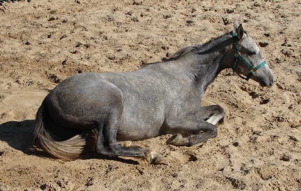 A Steeldust horse lying on sand