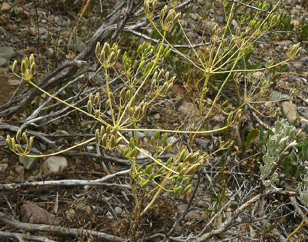 Yampa plant