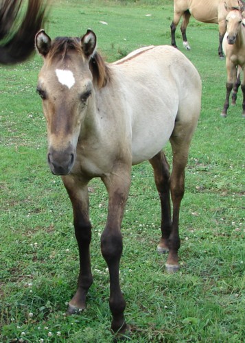 Floating a horse's teeth