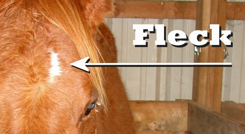 A fleck on a horse's forehead