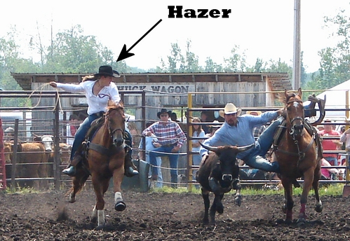 Hazer working with steer wrestler