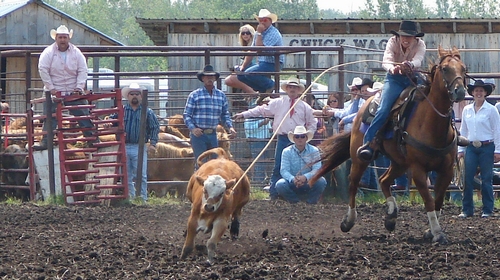 Calf roping with short score