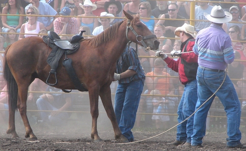 Bronco being saddled in a Wild Horse Race