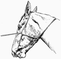 First Form War Bridle