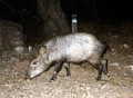 Javelina