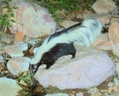 Polecat