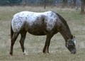 An appaloosa horse