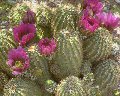 Barrel Cactus