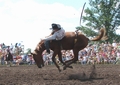 A bucking horse breaking in two