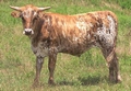 Brindle bull