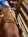 Bull Rope being placed on a bucking bull