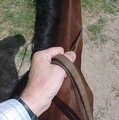 Holding the reins California style