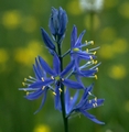 Camas Flower