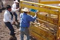 A bull cast in a chute