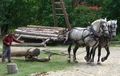 Draft horse using chain traces