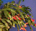 Christmas Cactus