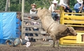 Cinch Rope on a bucking bull