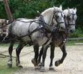Dapple Gray horses