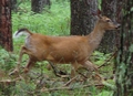 A deer with its tail lifted high