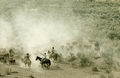 Cowboys riding in the drag of a cattle drive