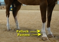 Fetlock