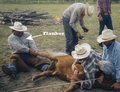 A flanker holding a calf down during branding