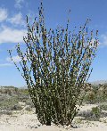 Ocotillo