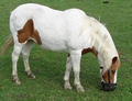 A pony with a Grazing Muzzle