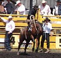 Saddle bronc rider holding a Hack Rein