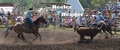 Calf-roping header and heeler in action