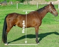 Horse height