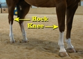 Hock and knee