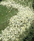 A large flock of sheep