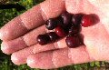 Huckleberries