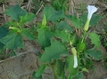 Jimsonweed