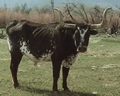 Longhorn